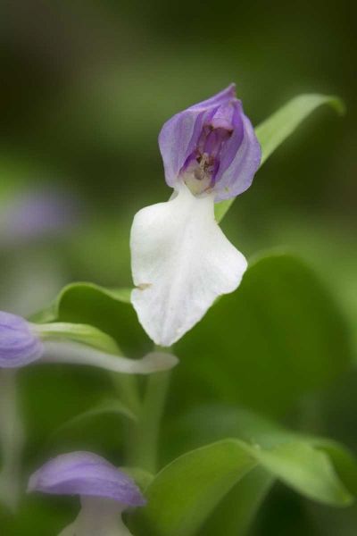 Tennessee, Great Smoky Mts Showy orchis orchid